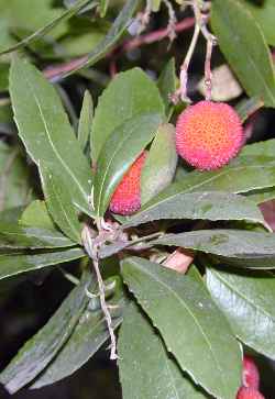 Strawberry Tree(Arbutus unedo)