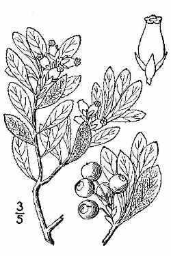 Alpine Bearberry; Black Bearberry(Arctostaphylos alpina)