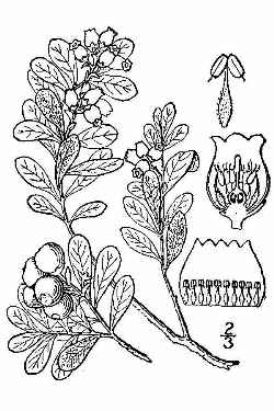 Kinnikinick, Bearberry(Arctostaphylos uva-ursi)