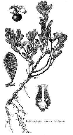 Kinnikinick, Bearberry(Arctostaphylos uva-ursi)