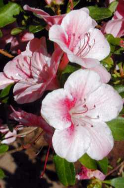 (Azalea kurume 'Dogwood Variegated')