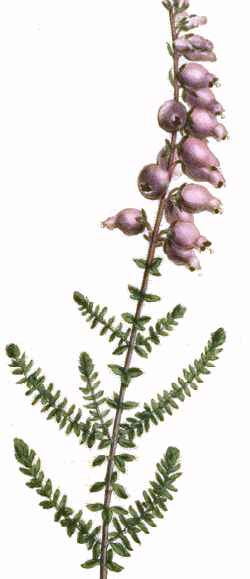 Dorset Heath(Erica ciliaris)