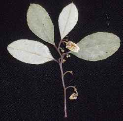 Eastern Teaberry, Wintergreen(Gaultheria procumbens)