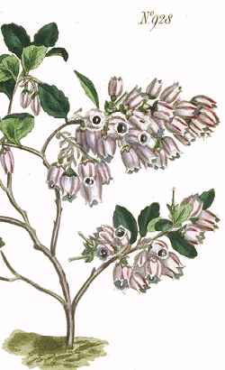 Box Huckleberry(Gaylussacia brachycera)