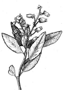 Sierra Laurel(Leucothoe davisiae)