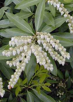 (Pieris )