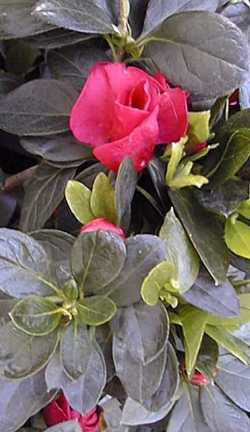 Azalea(Rhododendron 'Red Bird')