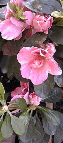 Azalea(Rhododendron 'Southern Indica')