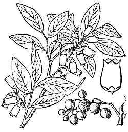 Highbush Blueberry(Vaccinium corymbosum)