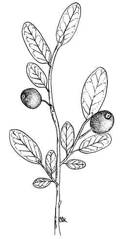 Red Huckleberry(Vaccinium parvifolium)