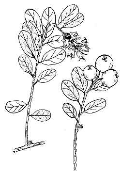 Foxberry, Cowberry, Mountain Cranberry(Vaccinium vitis-idaea)