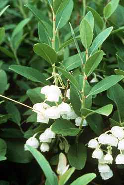 Honeycup, Dusty Zenobia(Zenobia pulverulenta)