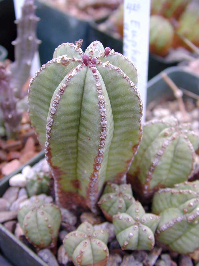 Euphorbia Anoplia