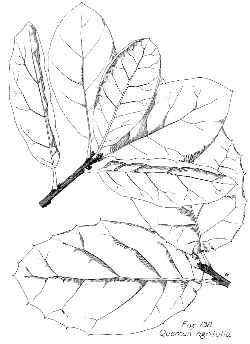 Coast Live Oak, Encina(Quercus agrifolia)