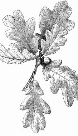 Oregon White Oak, Garry Oak, Brewer Oak(Quercus garryana)