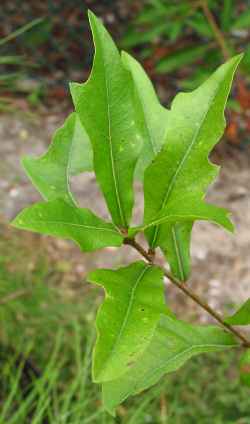 Laurel Oak, Diamond Leaf Oak(Quercus laurifolia)