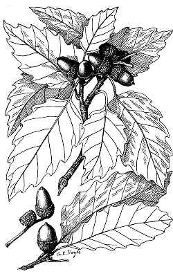 Chinkapin Oak, Chestnut Oak(Quercus muehlenbergii)