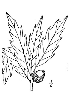 Chinkapin Oak, Chestnut Oak(Quercus muehlenbergii)