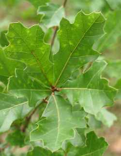 Water Oak, Possum Oak(Quercus nigra)