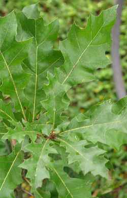 Shumard Red Oak, Texas Red Oak(Quercus shumardii)