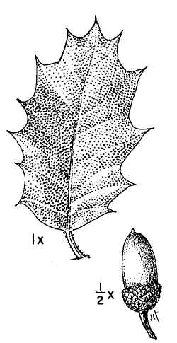 Shrub Live Oak(Quercus turbinella)
