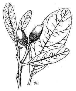 Southern Live Oak(Quercus virginiana)