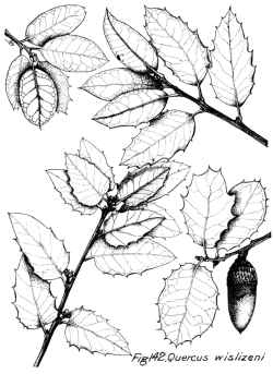Interior Live Oak, Highland Live Oak(Quercus wislizenii)
