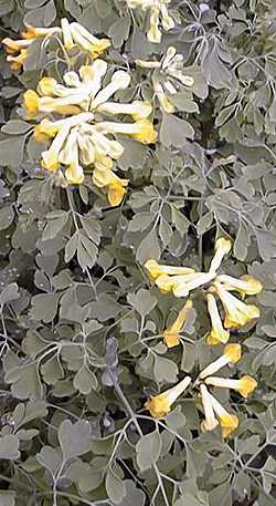 Fumitory, Yellow Corydalis(Corydalis lutea)