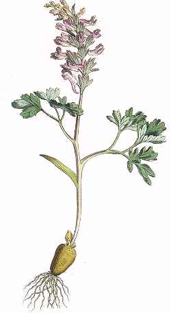 Fumewort(Corydalis solida)