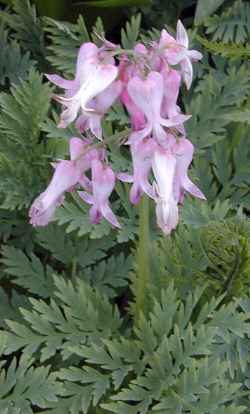 Fringed Bleeding Heart, Turkey Corn(Dicentra eximia)