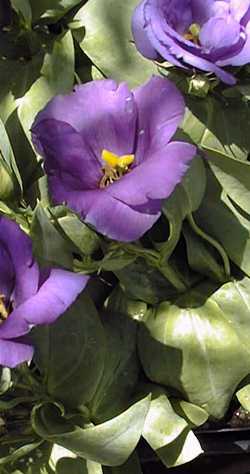 Lisianthus, Tulip Gentian, Texas Bluebell(Eustoma grandiflorum)