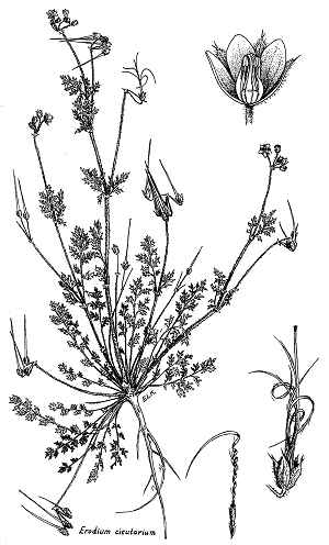 Red-stemmed Filaree(Erodium cicutarium)