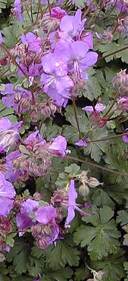 Hardy Geranium(Geranium Χ cantabrigiense)