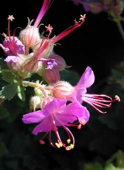 Bigroot Geranium, Bigroot Cranesbill(Geranium macrorrhizum)