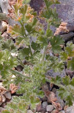 (Pelargonium alternans)