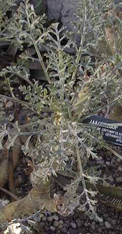 Samphire Leafed Geranium(Pelargonium crithmifolium)