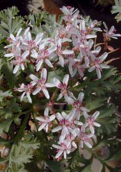 Samphire Leafed Geranium(Pelargonium crithmifolium)