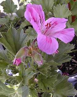 Lady Washington Pelargonium, Regal Geranium(Pelargonium domesticum)