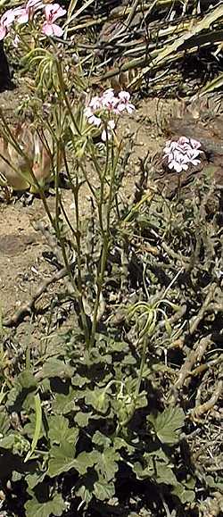 Cactus Geranium(Pelargonium echinatum)
