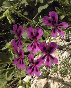 Cactus Geranium(Pelargonium echinatum)