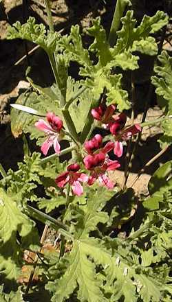 Rose-Scented Geranium(Pelargonium graveolens)