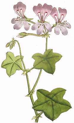 Ivy Leaf Geranium(Pelargonium peltatum)