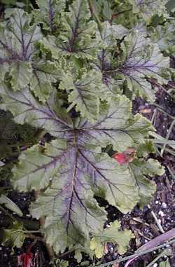 Almond-Scented Geranium, Oak Leafed Geranium(Pelargonium quercifolium)