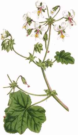 Peppermint Geranium(Pelargonium tomentosum)