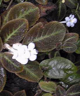 Flame Violet(Episcia lilacina)