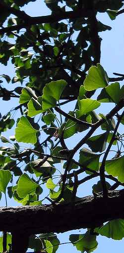 Maidenhair Tree(Ginkgo biloba)