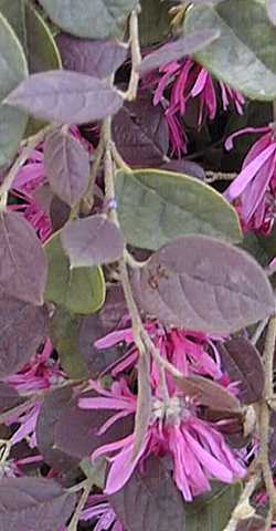 Fringe Flower(Loropetalum chinense)
