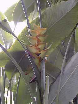 Lobster Claw, Parrot Beak(Heliconia caribaea)