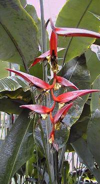 Platanillo(Heliconia collinsiana)