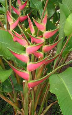 (Heliconia orthotricha)